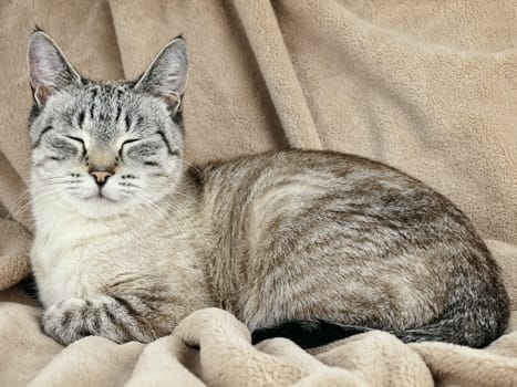 Cat with blue eyes over the beige