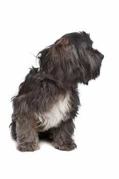 mixed breed dog in front of a white background