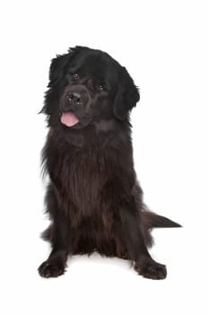 Newfoundland dog in front of a white background