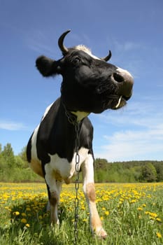 The cow costs on a green lawn