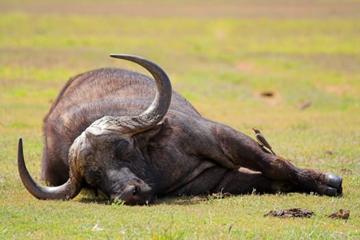 Cape Buffalo sleeping while being groomed by a red billed oxpecker