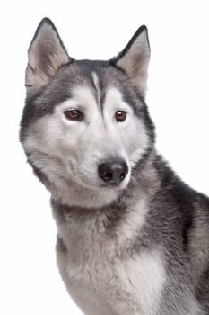 Siberian Husky in front of a white background