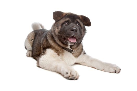 American Akita puppy dog in front of a white background