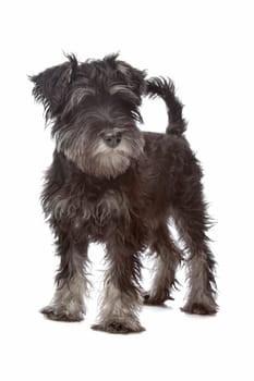 Miniature Schnauzer in front of a white background