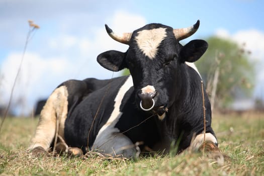The bull lays on a grass and looks at us
