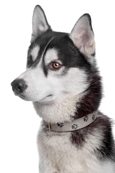 Siberian Husky in front of a white background