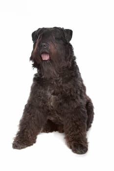 Bouvier des Flandres in front of a white background