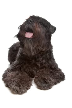 Bouvier des Flandres in front of a white background