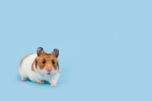 Cute hamster over pale blue background facing the viewer