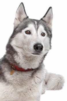 Siberian Husky in front of a white background