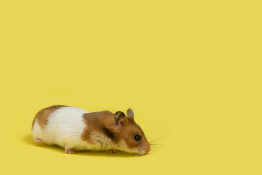 Cute hamster over yellow background, sniffing.
