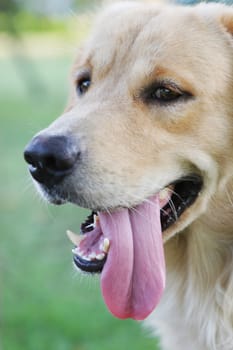 Portrait of a dog with its tongue hanging out