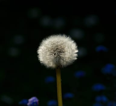 Dandelion and Forget-me-nots 2
