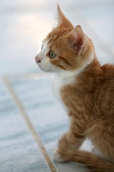 Cute little kitten sitting attentively