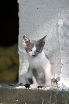 Sweet kitten looking curiously at the camera