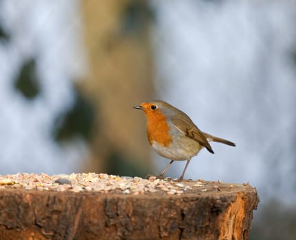 Robin with seed