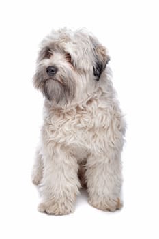 Leeuwhondje (lion-dog)in front of a white background