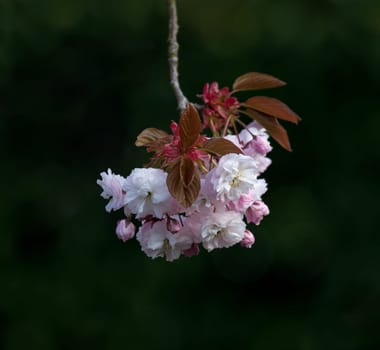 Prunus Blossom