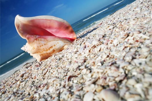 Pink conch shell on seashore with blue sky