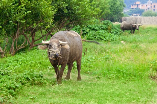 Domestic Asian water buffalo on a pasture in the southeastern China.