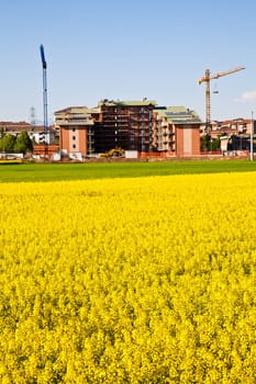 Field of yellow flowers in spring season close to the border of the city