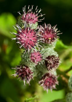 macro