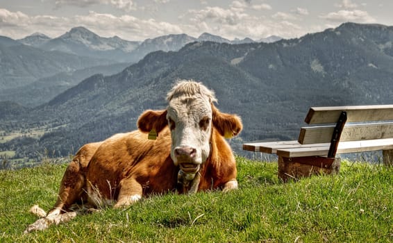 photo of a brown cow in the german alps