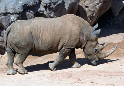White Rhinoceros, Bioparc In Valencia Spain