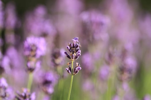 Lavanda flowers