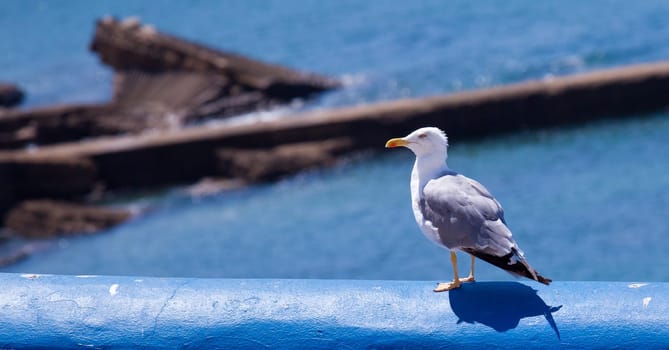 an  aquatic bird resting on a clean environment