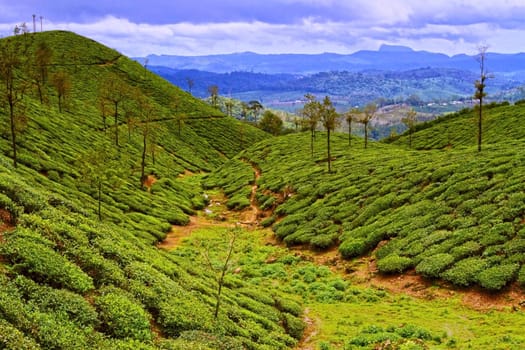 Tea plantations  at  Munnar  , South India.