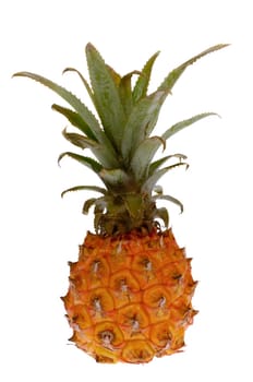 Pineapple fruit isolated on a clean white background