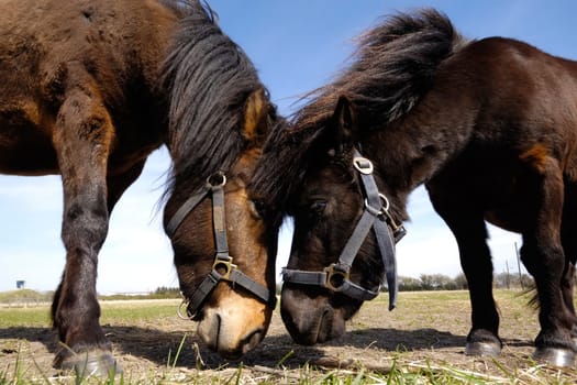 A horse couple is looking at each other.
