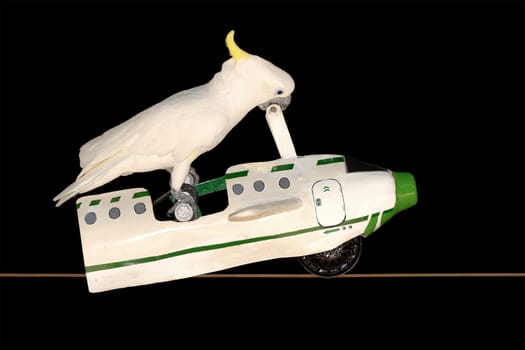 Parrot flying in plane. Black background.