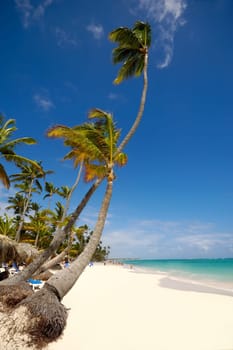 An exotic beach with palms a white sand. Dominican Republic.