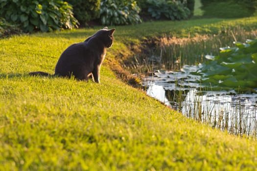 Cat on grass looking to the water.