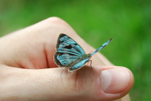 mariposa en mano