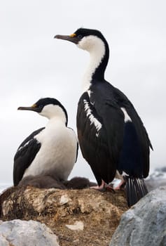 Two Antarctic blue-eyed cormorant sitting on a rock