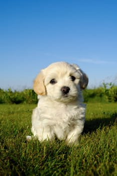A Bichon Havanais puppy resting in the sun