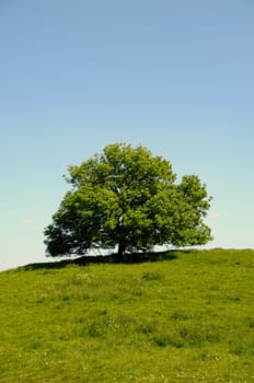 A tree on top of a hill with blue sky.