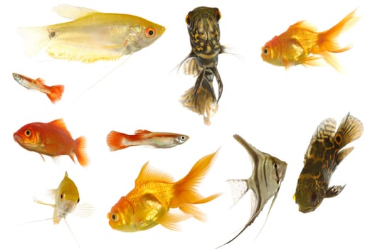 Many different aquarium fish isolated on white background.