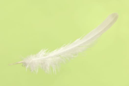 Falling white delicate bird feather close-up isolated over light green background