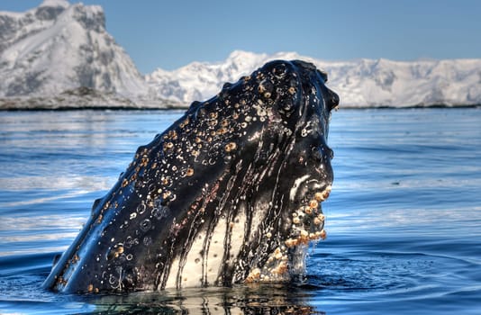 whale close to iceberg in Antarctica