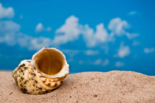 Single sea shell on beach with blue sky.
