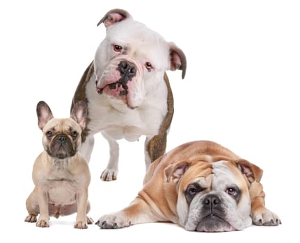 The Bulldog Family. French Bulldog,American Bulldog and English Bulldog