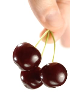 Three cherries in a hand close-up Isolated on white background