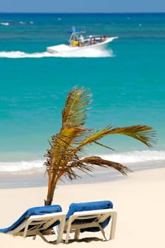 A sun lounger and palm on beach. A speedboat is sailing in the background.  Dominican Republic.