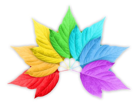 Abstract Colorful Rainbow Gradient with Group of Leafs. On white background. Close-up. Studio photography.