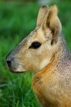 Patagonian Cavy resting in the grass