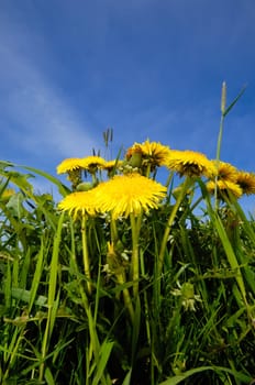 Yellow dandelion flowers in nature with a blue sky in the background.